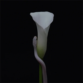 animalsasleaders_c